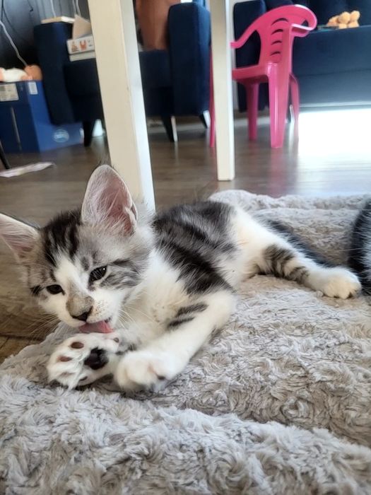 Kotek EROS Bagheera Pl Maine Coon