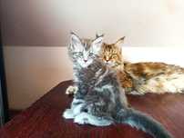 Maine Coon- Niebieska srebrzysta koteczka