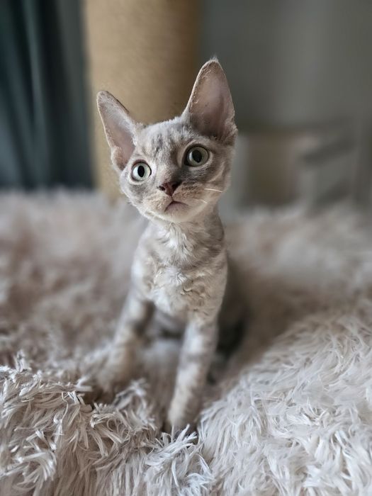 Liliowy kocurek Devon Rex