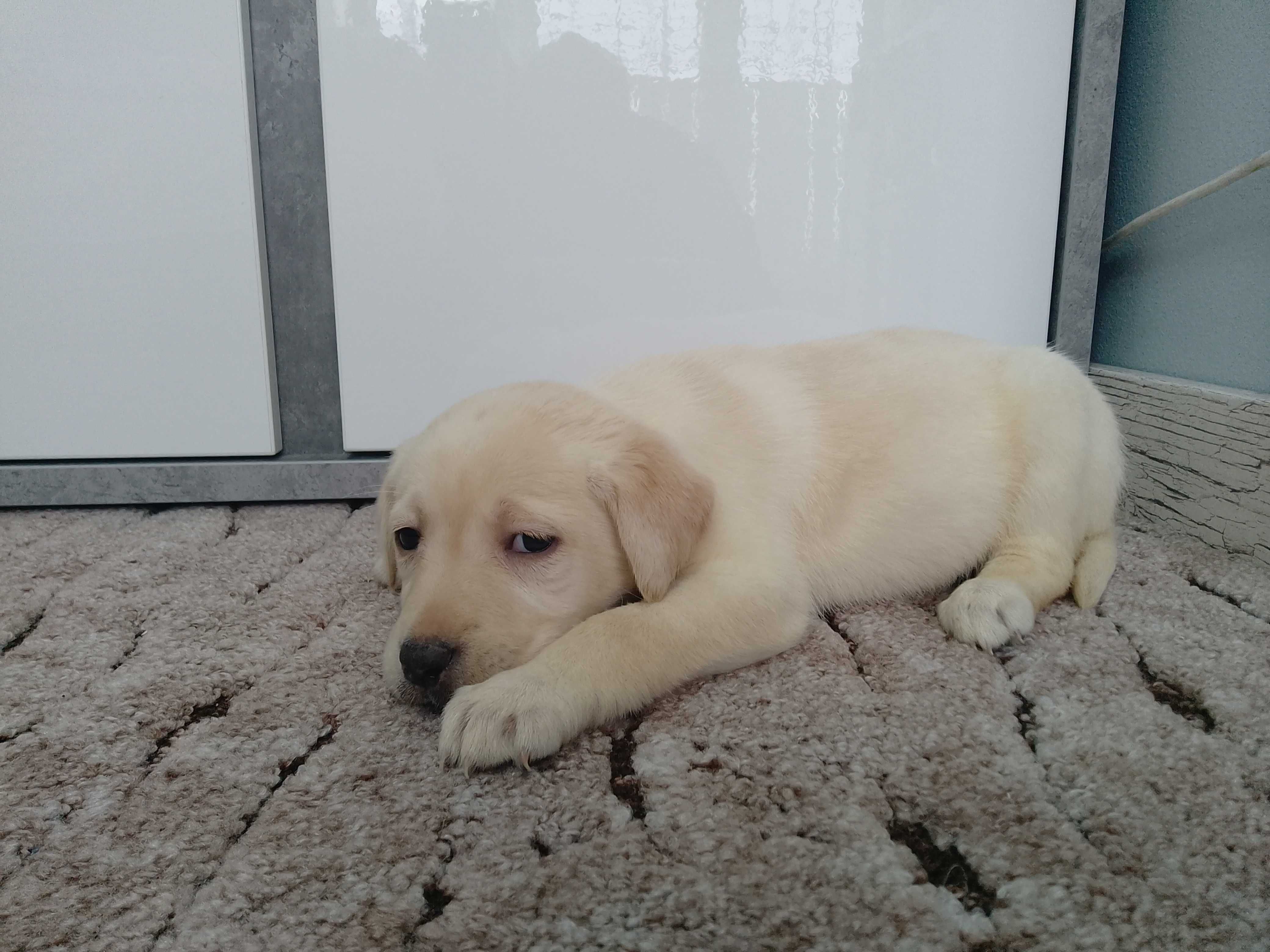 Labrador Retriever suczka