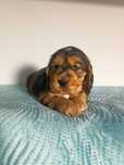 Cocker Spaniel Angielski ostatni piesek