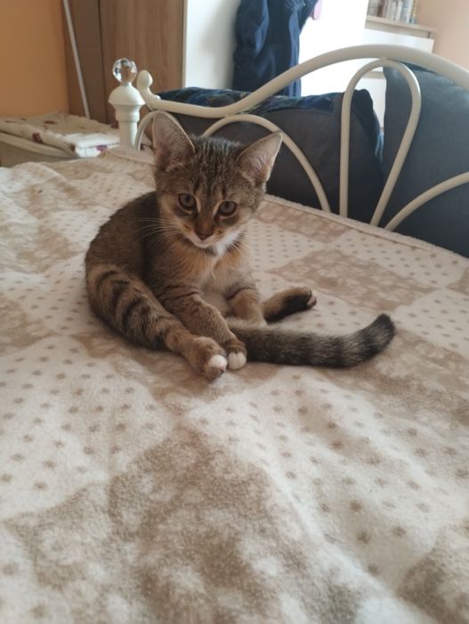 Dwie 14 tygodniowe kotki szukają niewychodzących domów