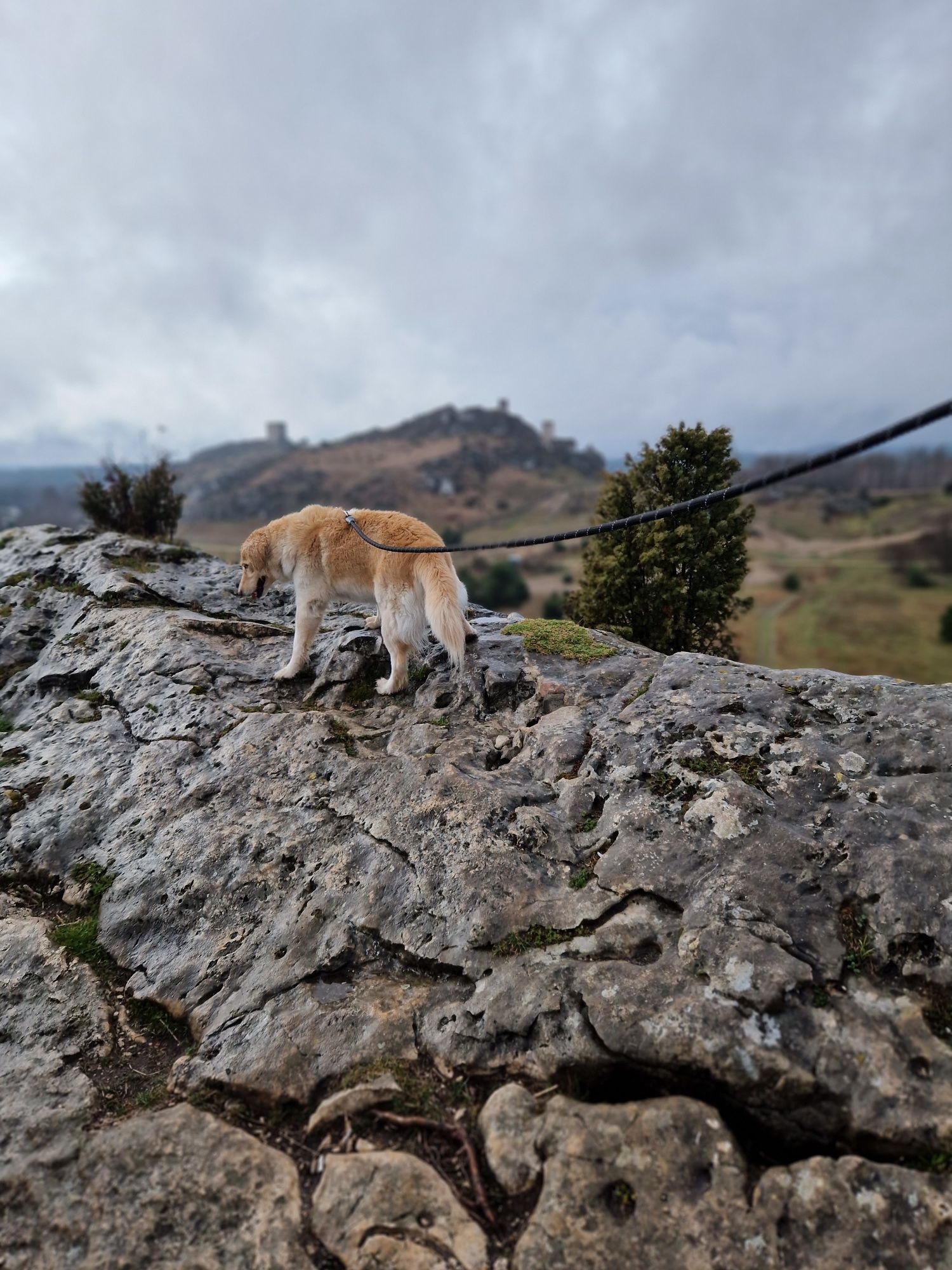 Nelly suczka goberian do adopcji golden husky