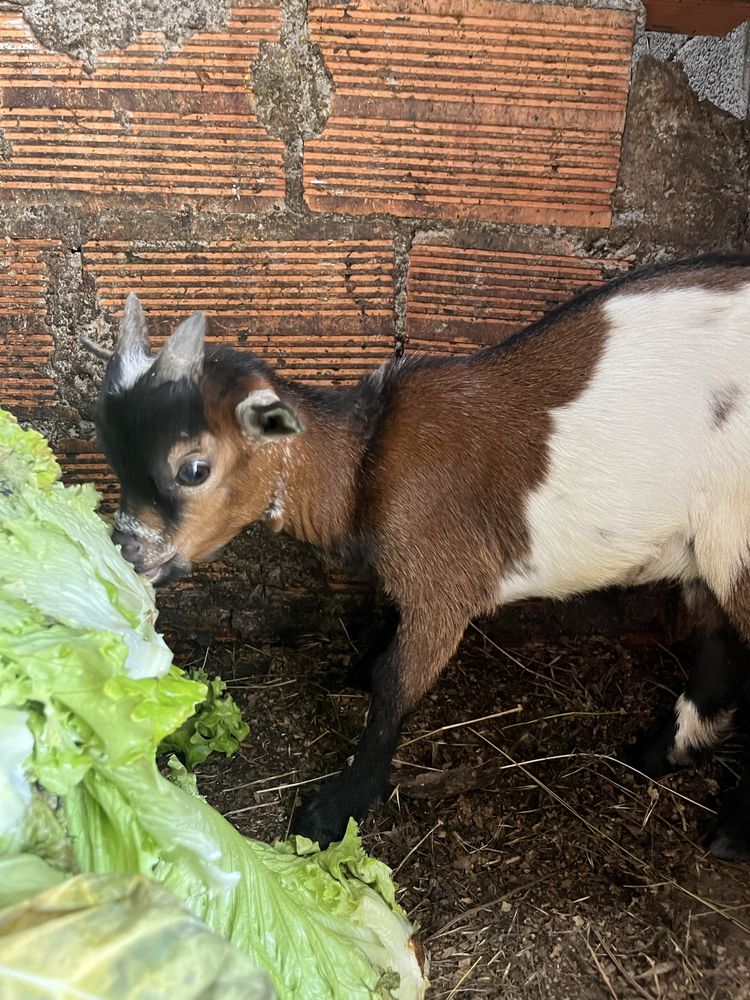 Cabrito anao muito meigo com 3 meses de idade