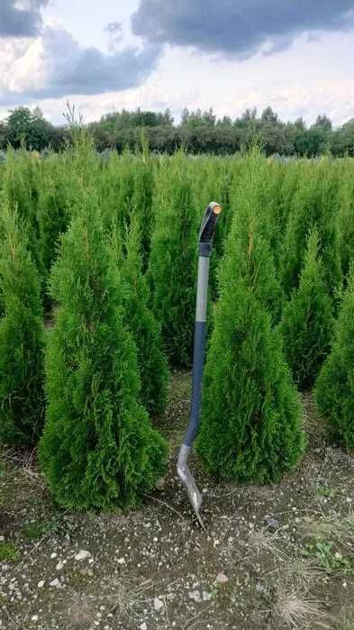 Thuja Tuja Szmaragd 160cm gotowy żywopłot TRANSPORT SADZIMY