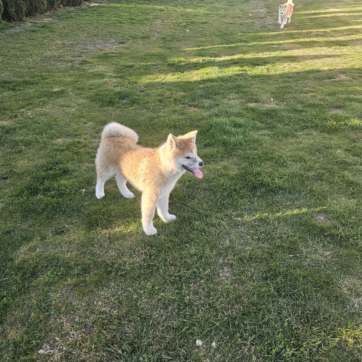 Akita Inu Czerwona