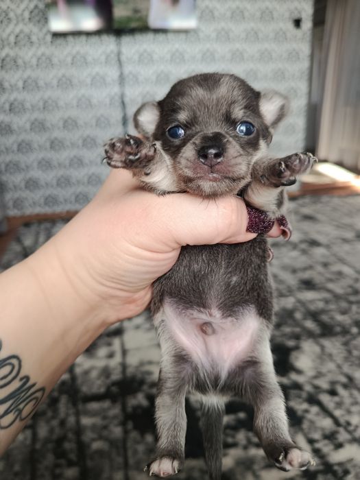 Готові до бронювання два красунчики