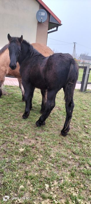 Klacz  ze źrebakiem zimnokrwista bułana