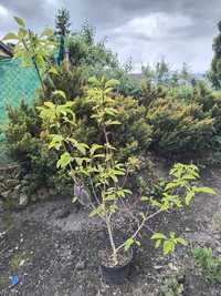 Magnolia Black Beauty 180cm
