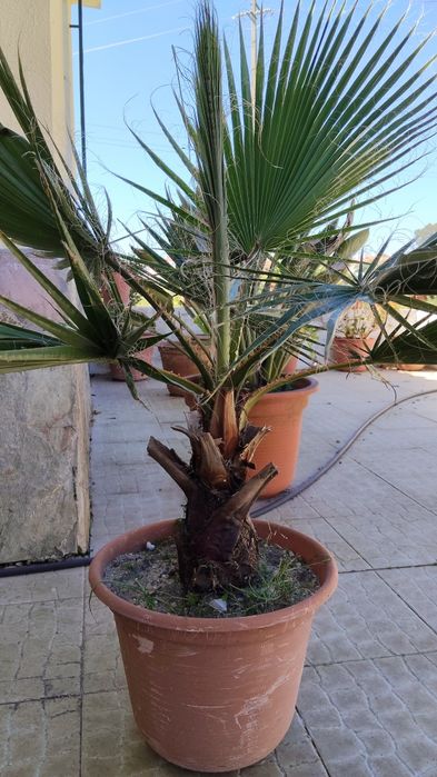 Palmeira Washingtonia