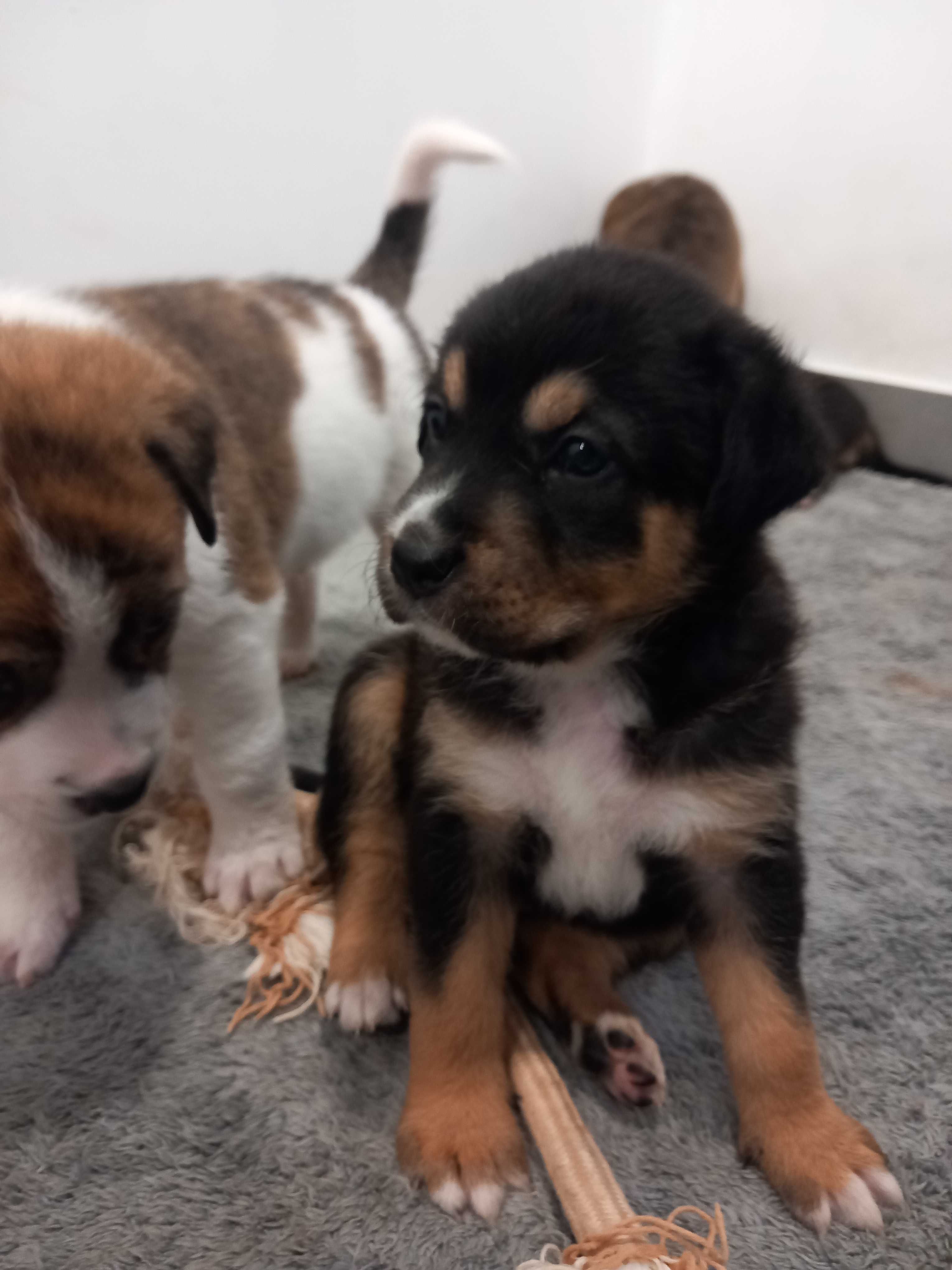 Cães Bebês para adopção