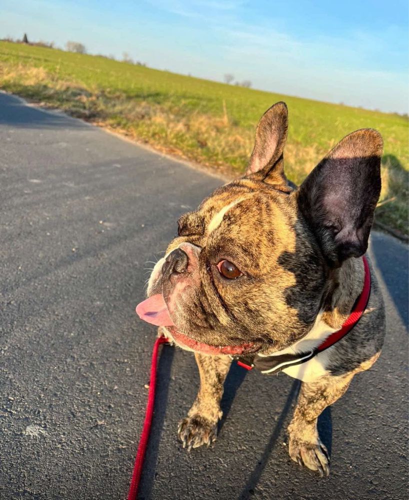 Oddam buldoga francuskiego w dobre ręce