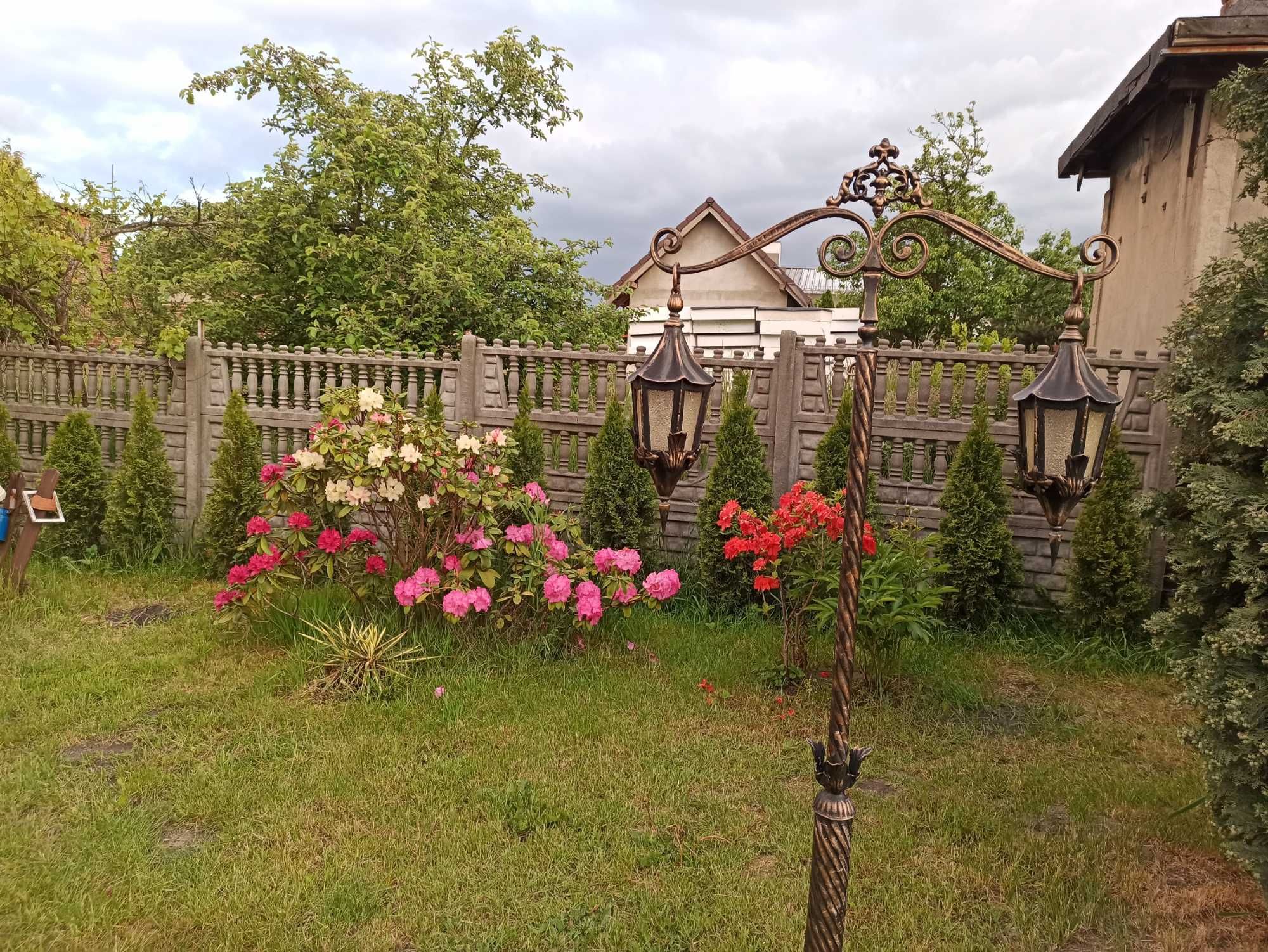 Duży rododendron