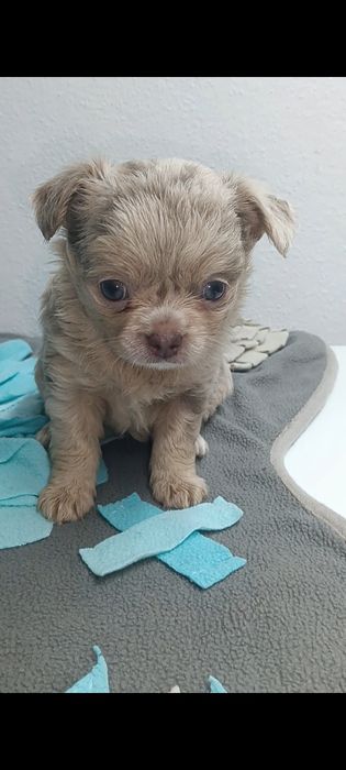 Chihuahua, macho de pêlo comprido arlequim Isabella