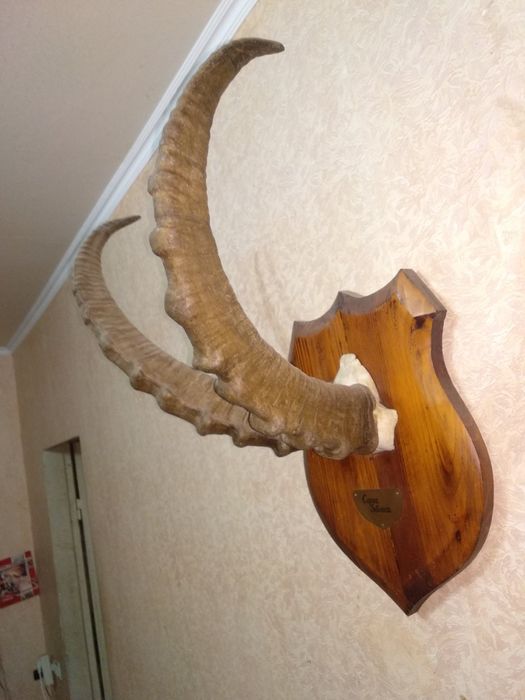 Рога горного козла