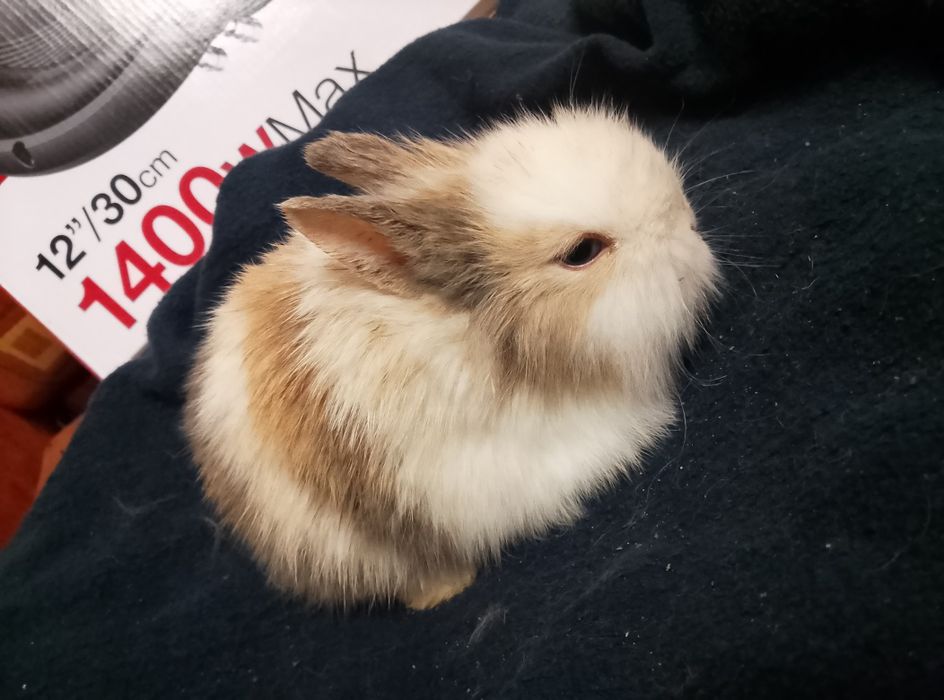 Króliczki miniaturki