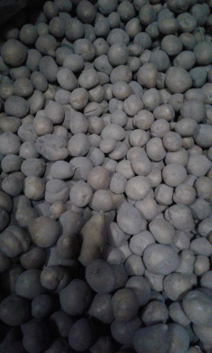 ziemniaki odpadowe na paszę