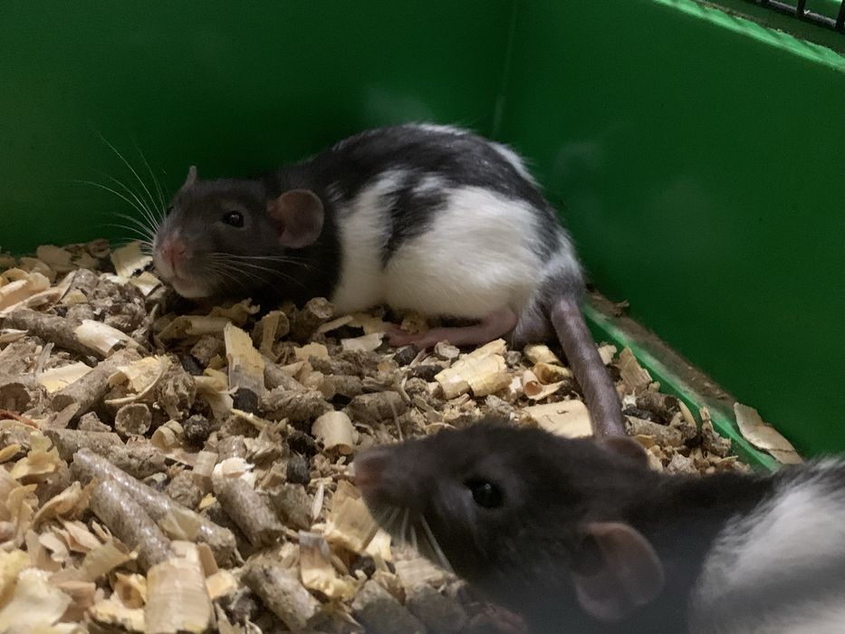 Криси хлопчики та дівчинка