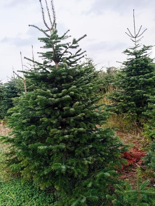 Jodła kaukaska PREMIUM 220-280