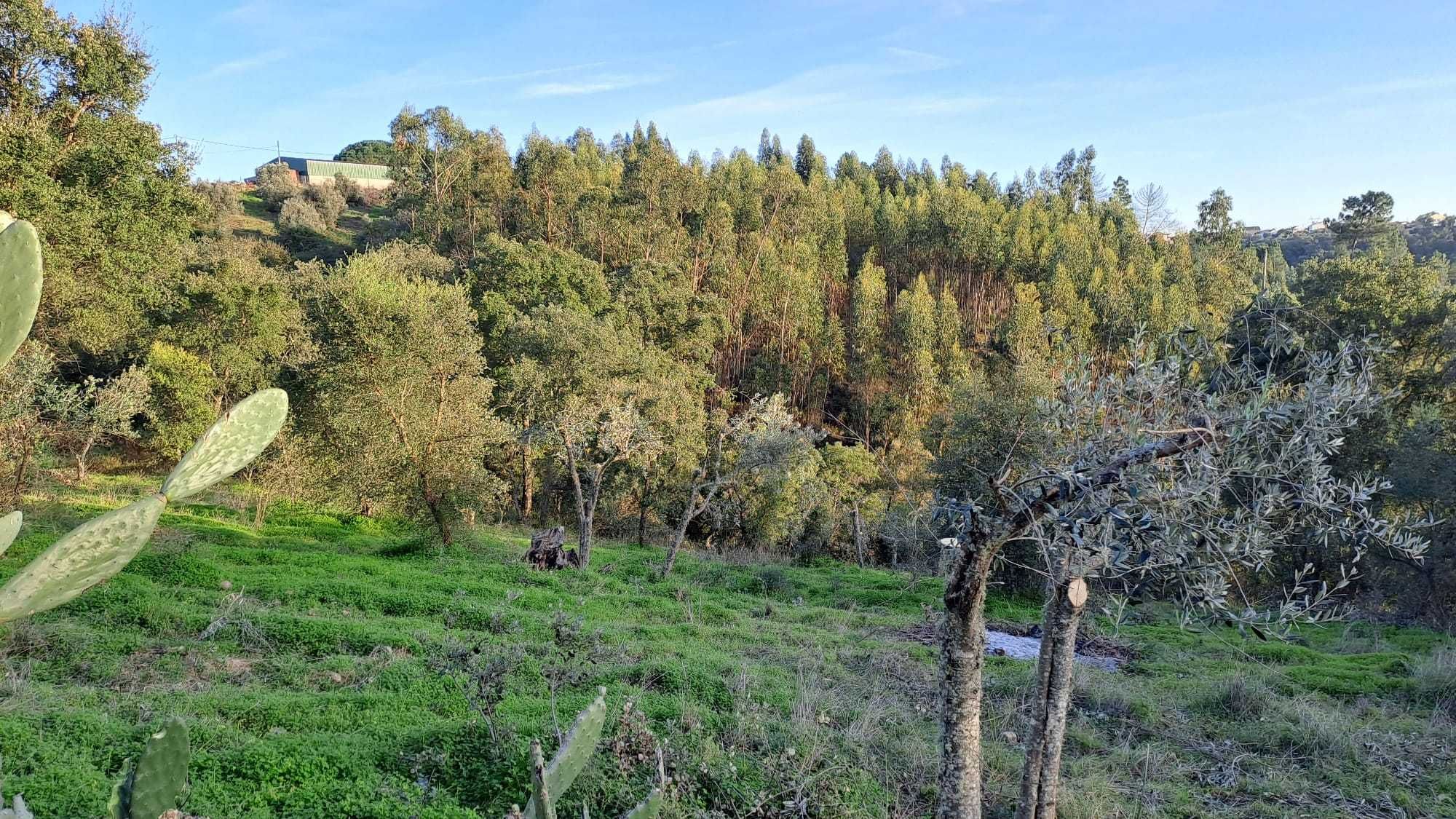 Quinta 14.840 m2 com pequena casa - S. Miguel - Abrantes