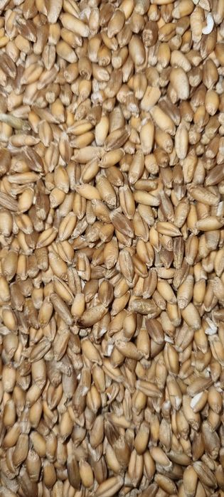 Pszenżyto ozime sprzedam