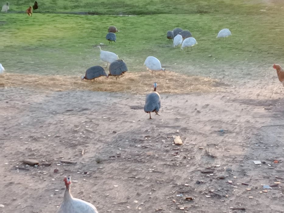 Fracas cinza e Brancas