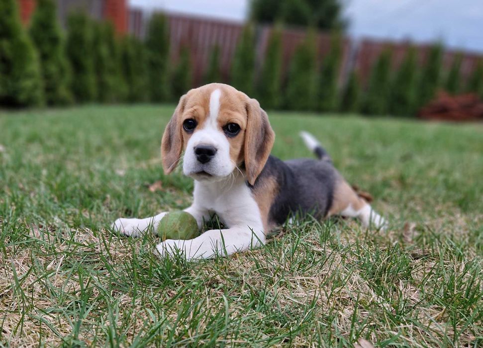 Piękne Beagle z rodowodem - szczeniaczki