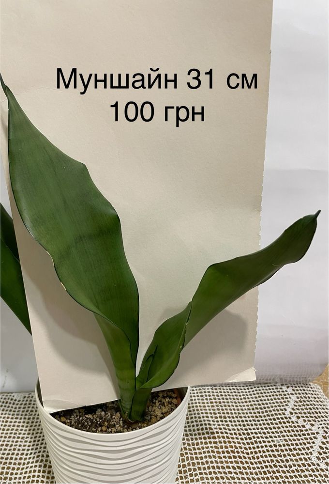 Сансевієрія муншайн