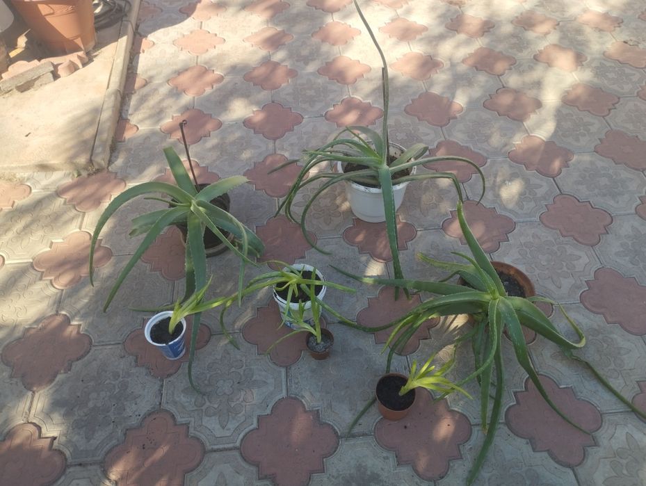 Алое Вера. Крупнолистні. Від малих до великих