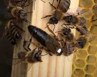 ПЧЕЛОМАТКИ плідні бджоломатки   КАРПАТКА 2024