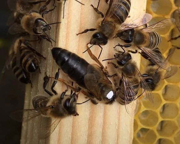 ПЧЕЛОМАТКИ плідні бджоломатки 
 КАРПАТКА 2022