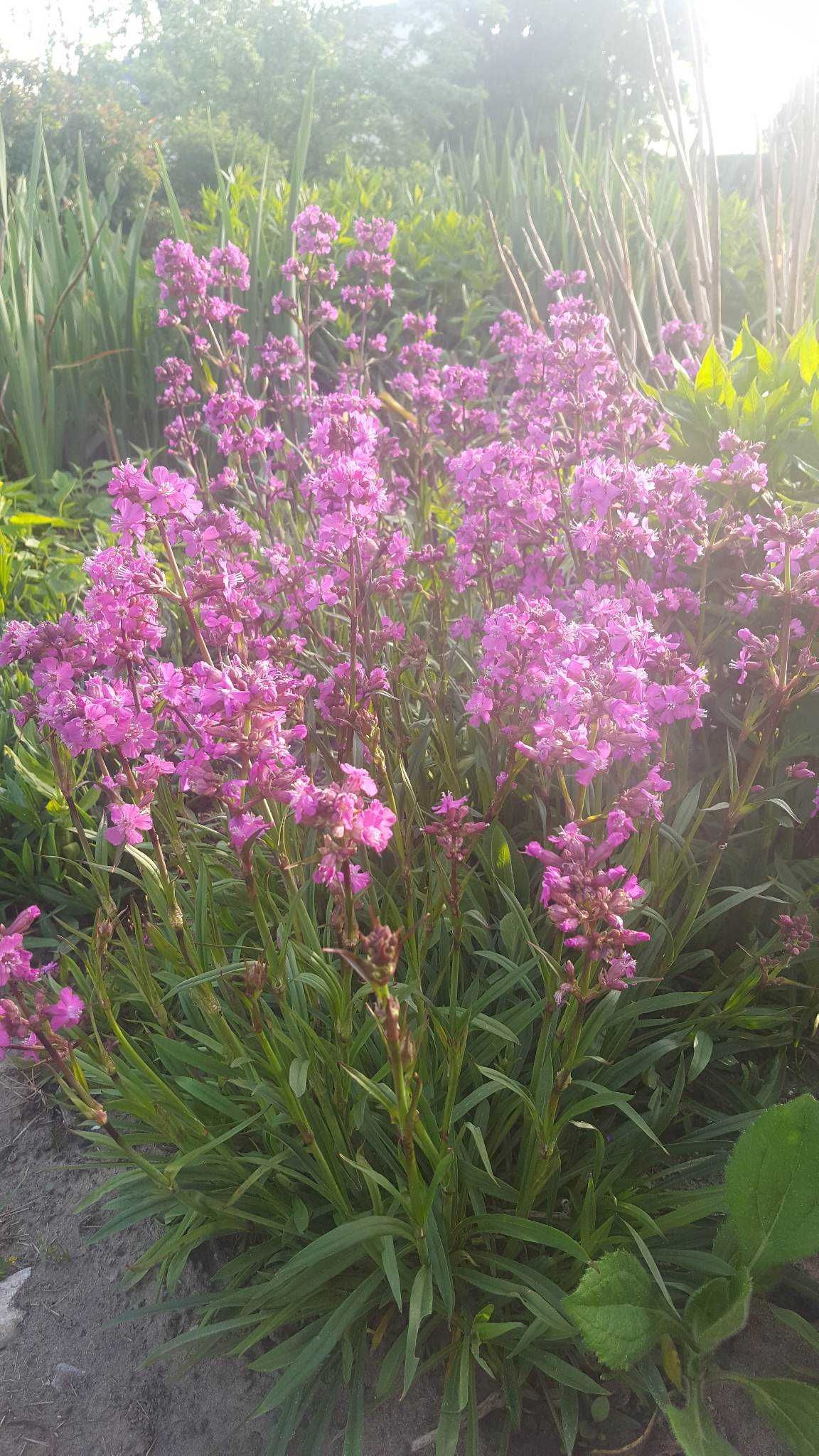 Sadzonki floksów i inne byliny