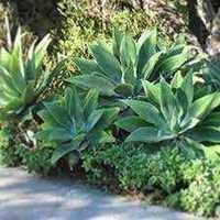 Planta de Madeira também conhecida como Agave Dragão