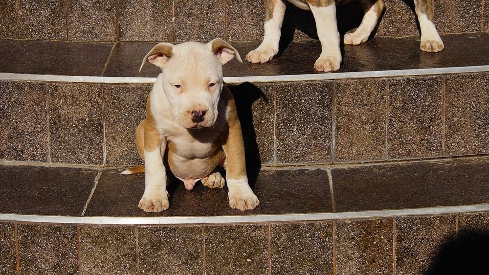 Lolek , białogłowy samiec Amstaff z rodowodem, szczeniak