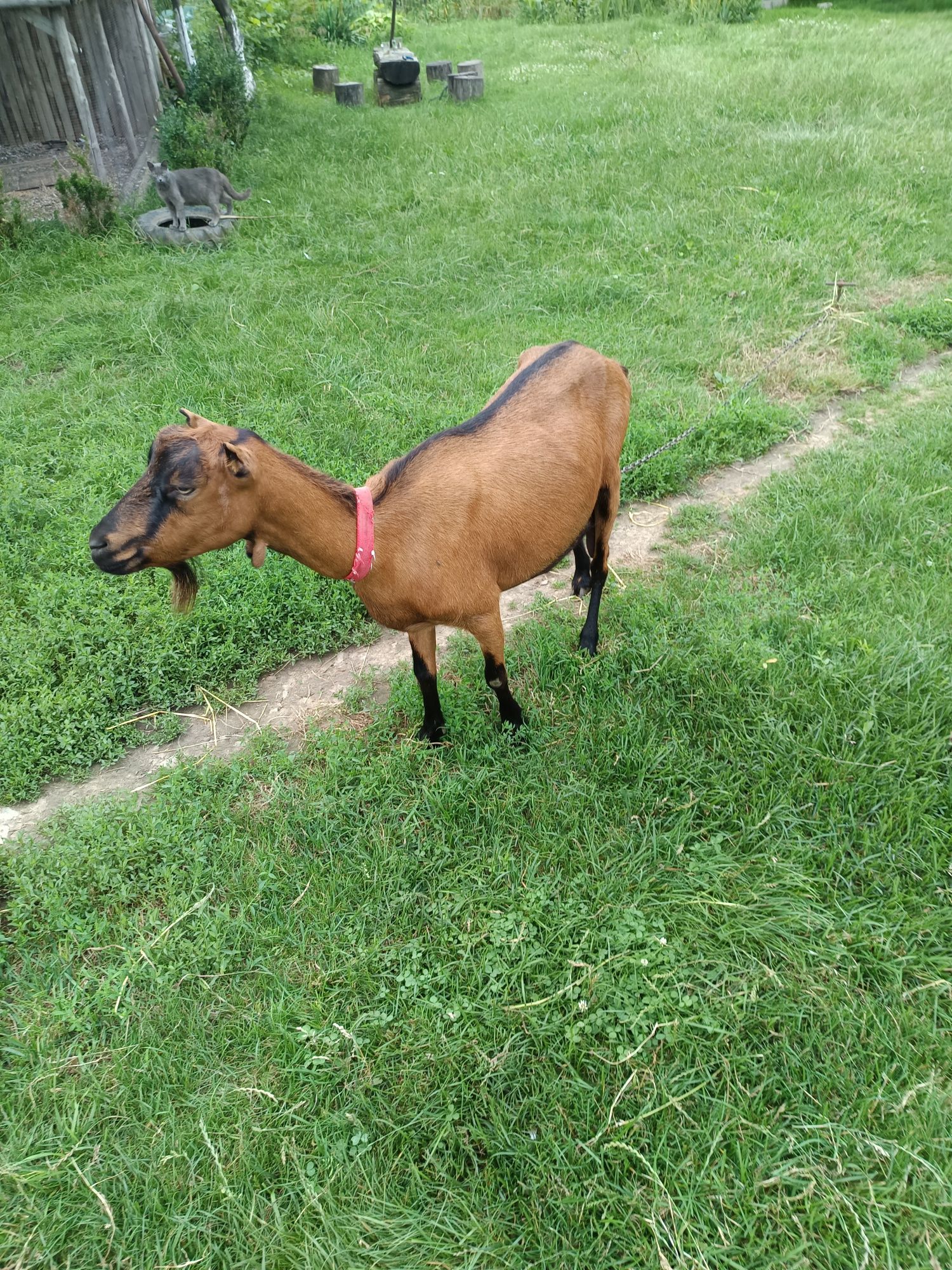 Продам Дійні кози