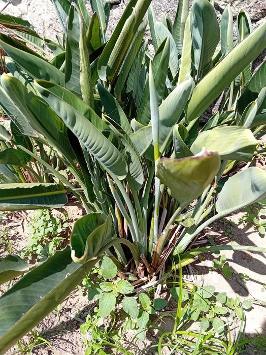 Estrelicias em planta