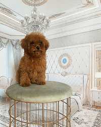 Девочка toy poodle Teddy ред браун ред