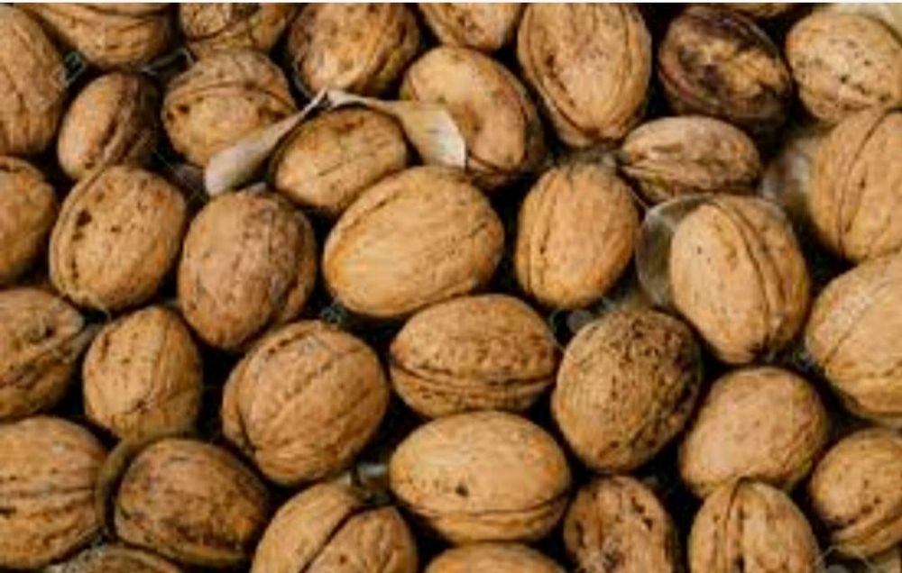 Orzechy włoskie tegoroczne