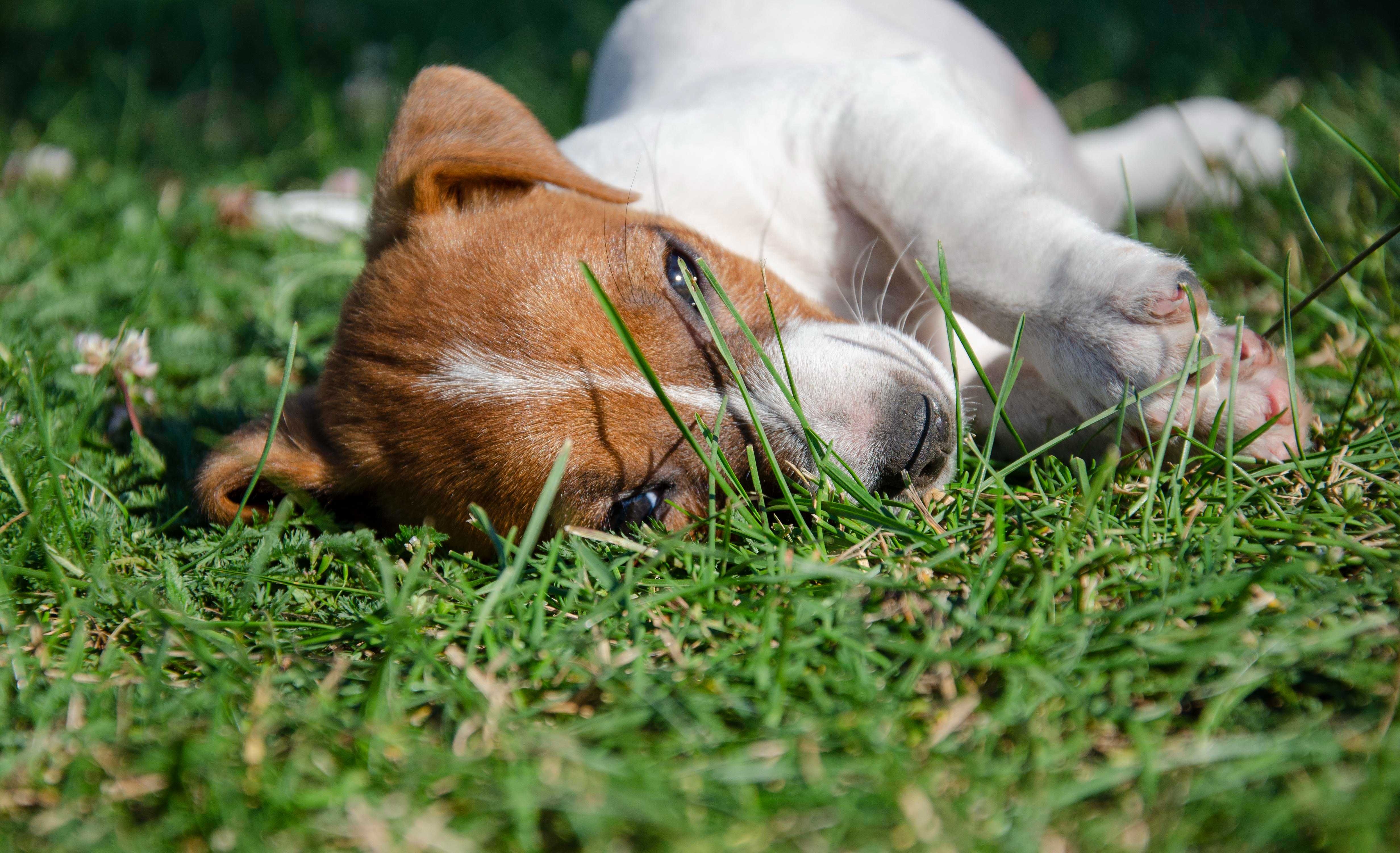 Suczka Dora Jack Russell Terrier