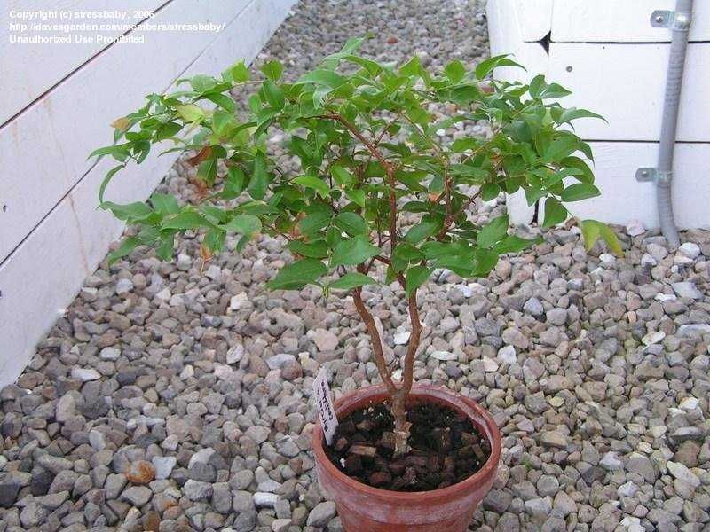 Jaboticaba,Varias especies hibridas, boa pra bonsai, já adaptada