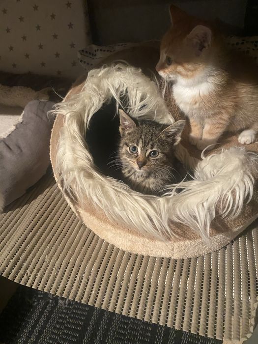 Bury 3 miesięczny kotek do adopcji