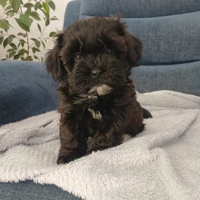 Pies samiec Shihpoo – Pudel miniatura red i Shih tzu tricolor.