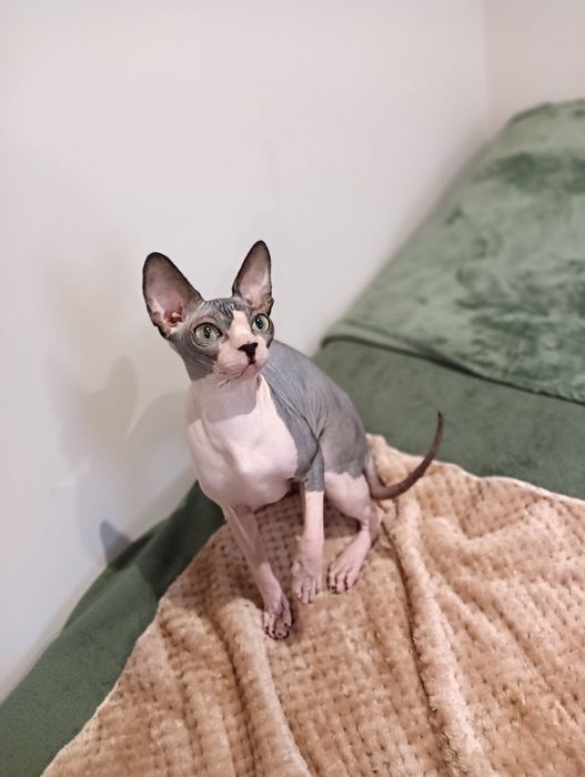 Kotka Sfinks kanadyjski FPL