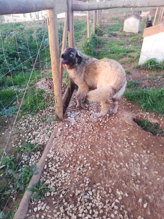 Cão Serra da Estrela para guarda de quinta
