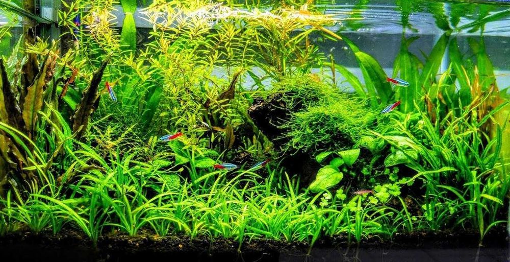 Fáceis de manter - Lote de plantas para aquário com oferta