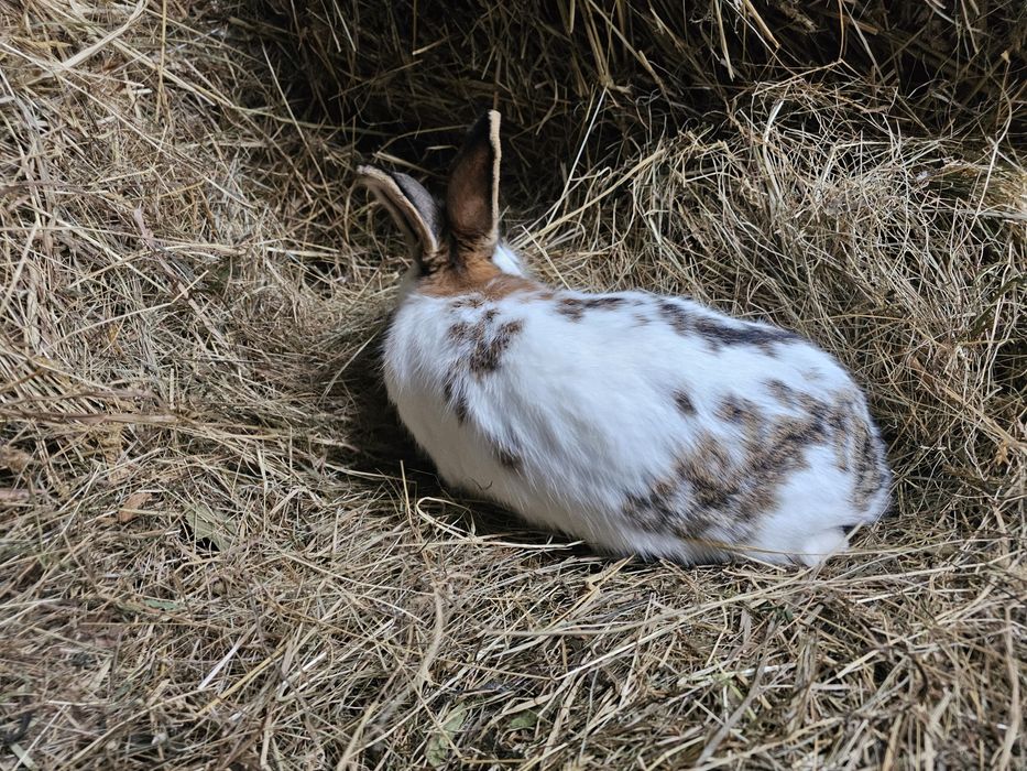 Kroliki srokacz z nowozelandzki