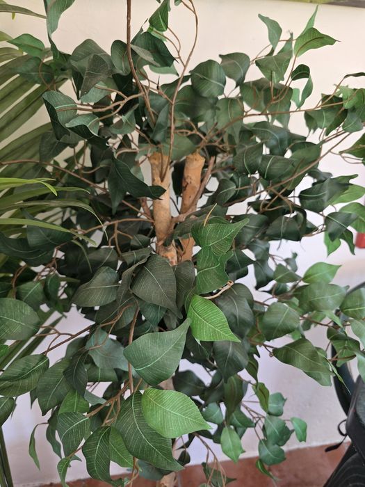 Planta artificial cerca de 1.20cm altura. Imitação de Ficus Benjamina.