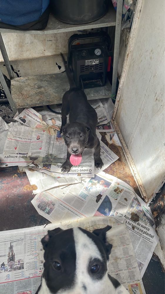 Pitbull Black pais ultima foto