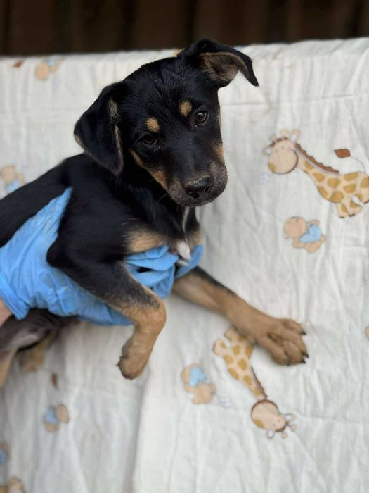 Cudowny szczeniak do adopcji, Dziewczynka