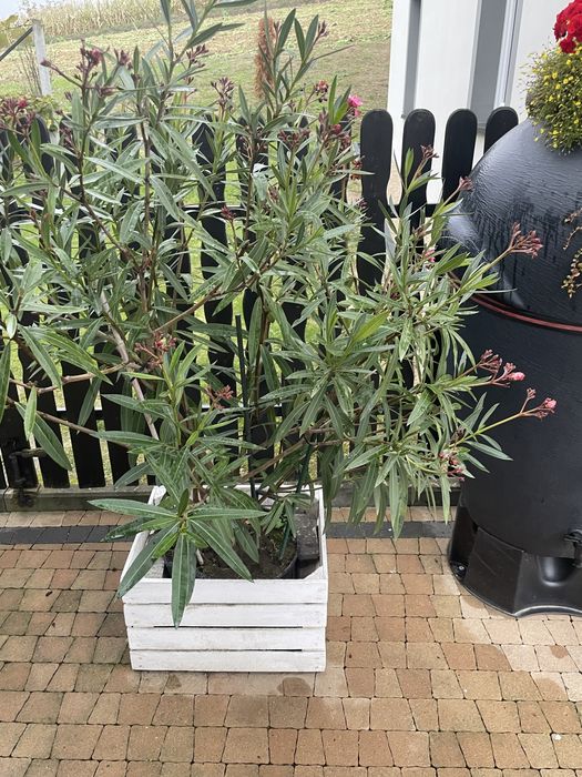 Kwiat oleander duży